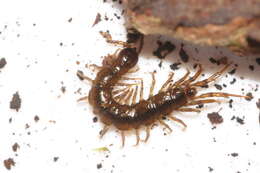 Image of Lithobius dentatus C. L. Koch 1844