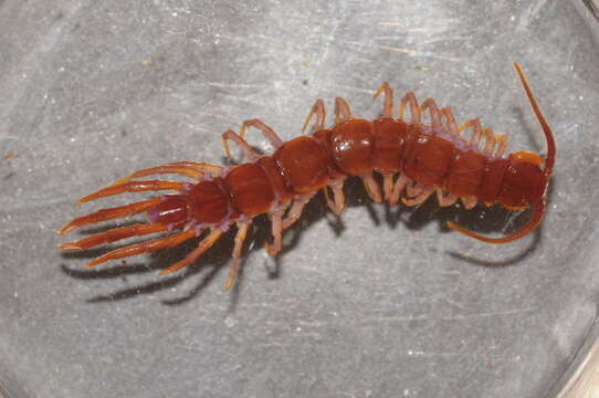 Image of Common centipede