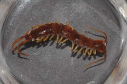 Image of Common centipede