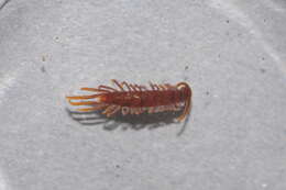 Image of Lithobius nodulipes Latzel 1880