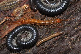 Image of Lithobius valesiacus Verhoeff 1935