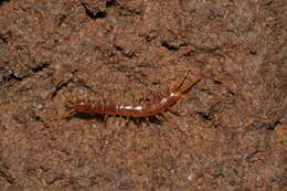 Image of Lithobius curtipes C. L. Koch 1847