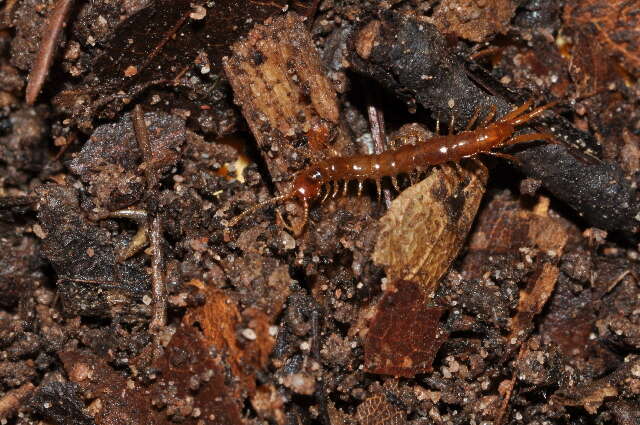 Image of Lithobius subgen. Sigibius Chamberlin 1913