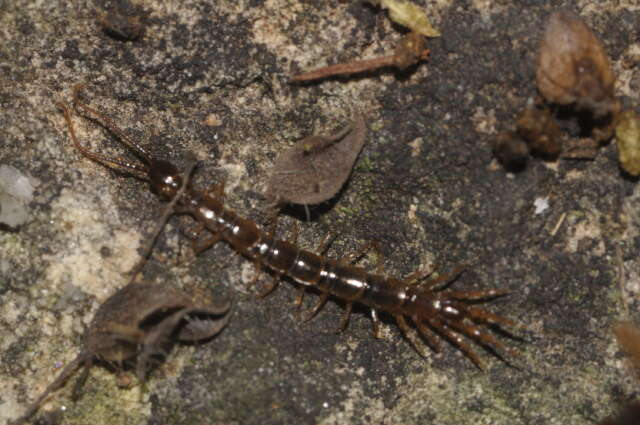 Image of Lithobius calcaratus C. L. Koch 1844