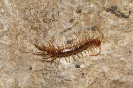 Image of Lithobius borealis Meinert 1868