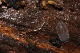 Image of Lithobius borealis Meinert 1868