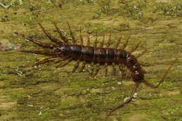 Image of Lithobius pelidnus Haase 1880