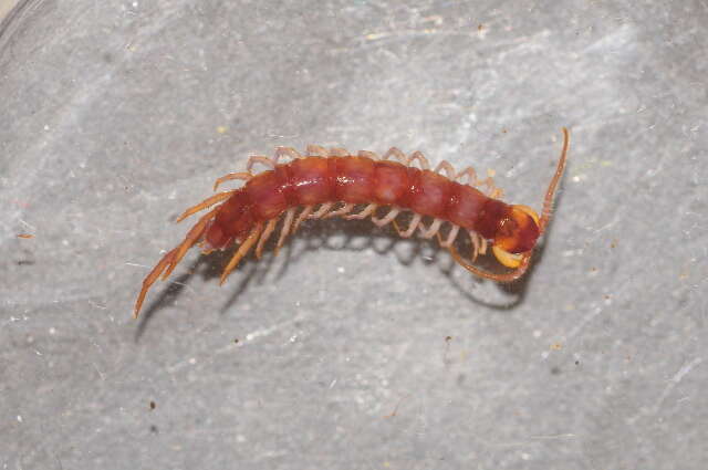 Image of myriapods