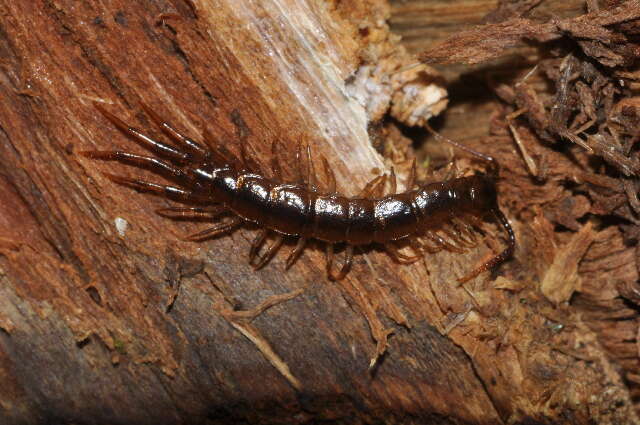 Image of Lithobius agilis C. L. Koch 1847