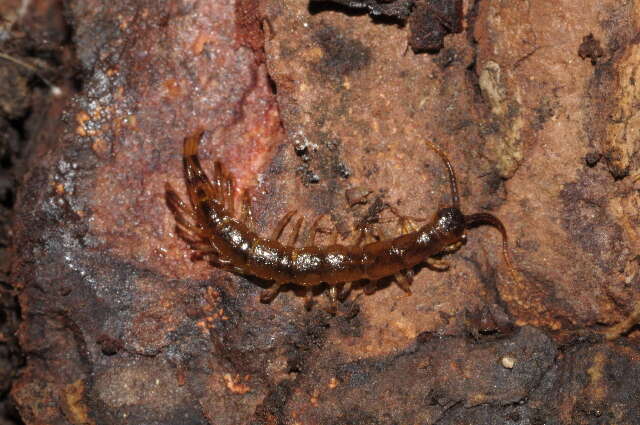 Image of Lithobius agilis C. L. Koch 1847