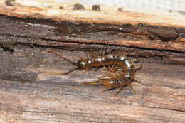 Image of Lithobius agilis C. L. Koch 1847