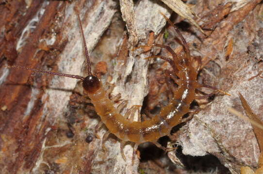 Image of Lithobius piceus L. Koch 1862