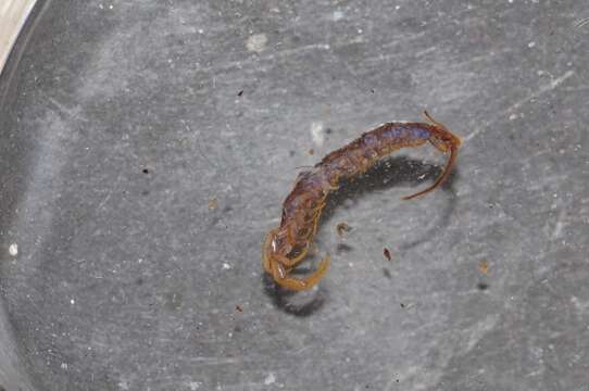 Image of Lithobius tricuspis Meinert 1872