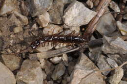 Image of Lithobius glacialis Verhoeff 1937