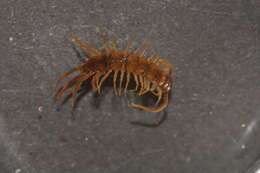 Image of Lithobius mutabilis L. Koch 1862