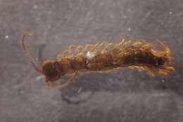 Image of Lithobius muticus C. L. Koch 1847