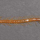 Image of Cryptops umbricus Verhoeff 1931