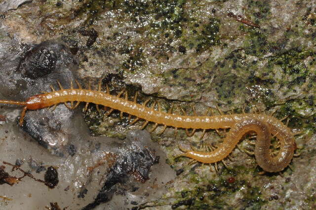 Image of boreal yellow-headed soil centipede