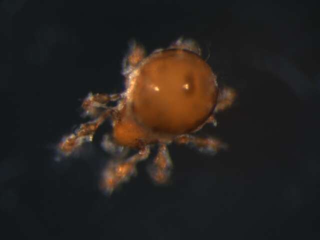 Image of Damaeus floccosus (Behan-Pelletier & Norton 1985)