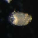 Image of tarsonemid mites