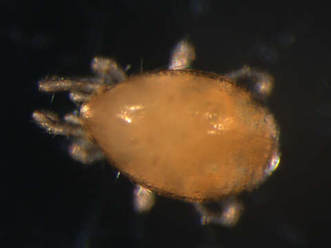 Image de Proctolaelaps