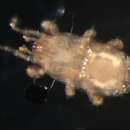 Image of Digamasellidae