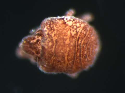 Image of Alycoidea G. Canestrini & Fanzago 1877