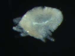 Image of tydeid mites