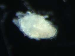 Image of tydeid mites