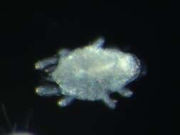 Image of tydeid mites