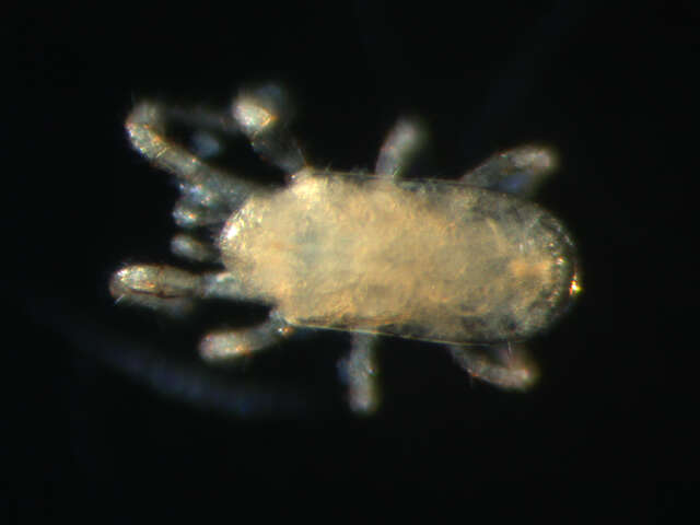 Image of Ascidae