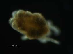 Image of tydeid mites