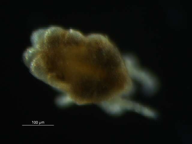 Image of tydeid mites