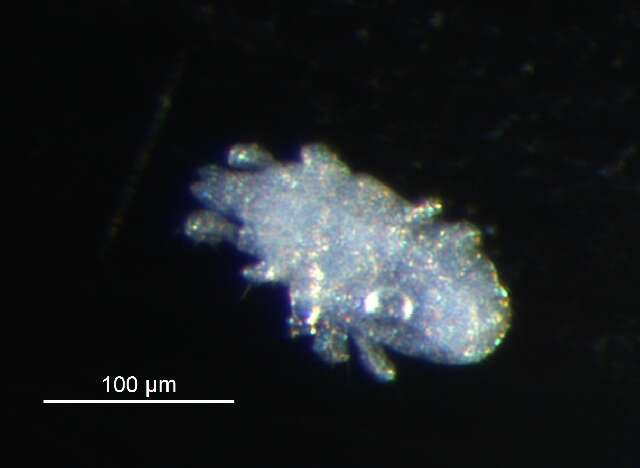 Image of tydeid mites