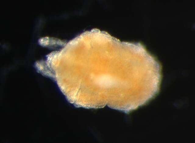 Image of tydeid mites