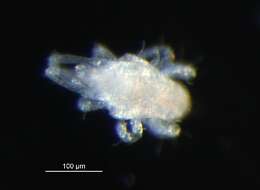 Image of eupodid mites