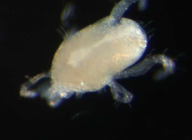 Image of eupodid mites