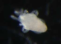 Image of eupodid mites