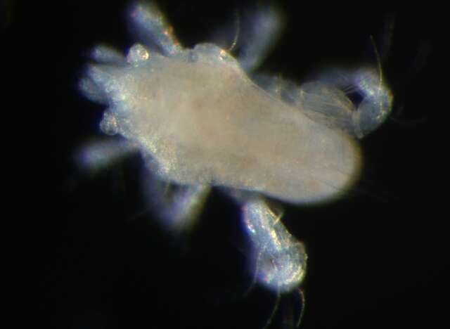 Image of eupodid mites