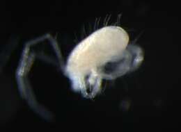 Image of eupodid mites