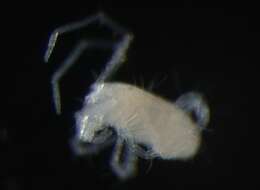 Image of eupodid mites