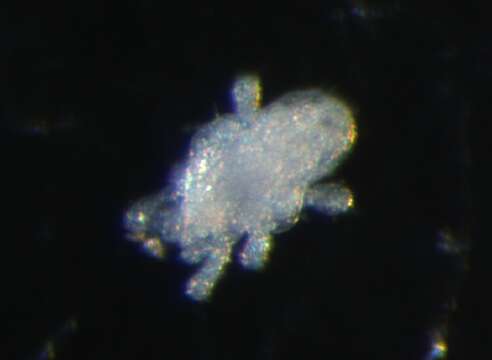 Image of eupodid mites