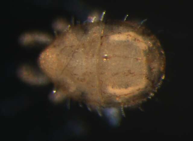 Image of Zerconoidea