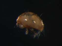 Слика од Pygmephoridae