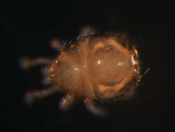 Image of Zerconoidea