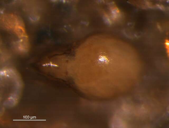 Oribatula interrupta (Willmann 1939) resmi