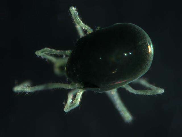 Image of Penthaleidae