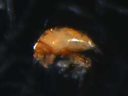Image de Pygmephoridae