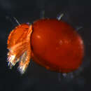 Image of Mite