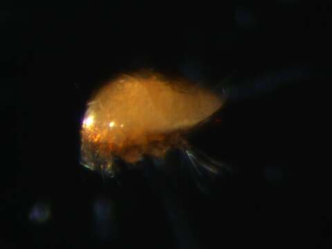 Image of Pygmephoroidea